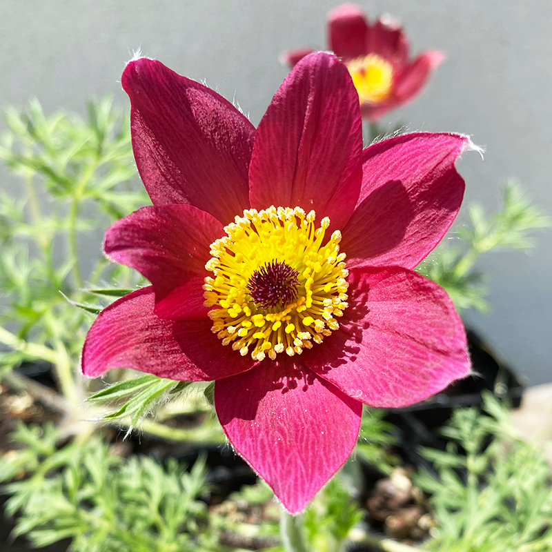 Pulsatilla vulgaris rubra Q01