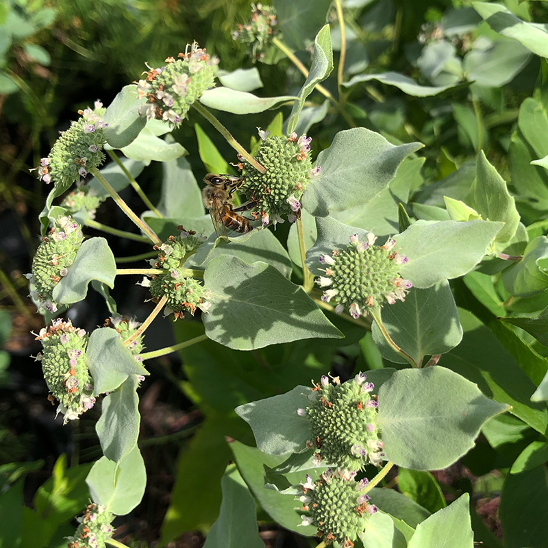 Pycnanthemum muticum G01