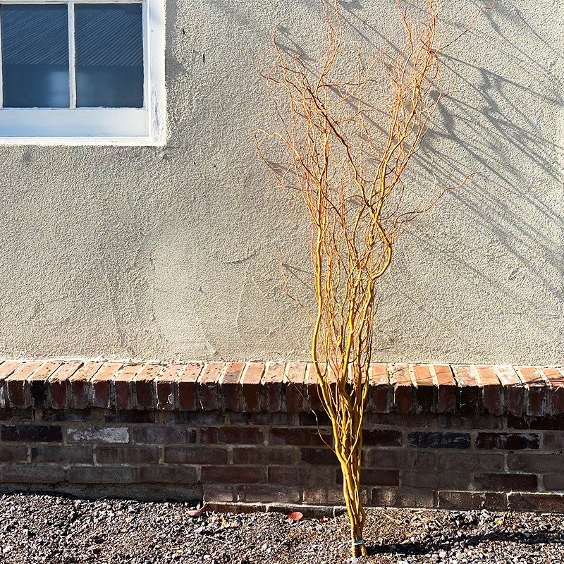 Red Curly Willow Bunch