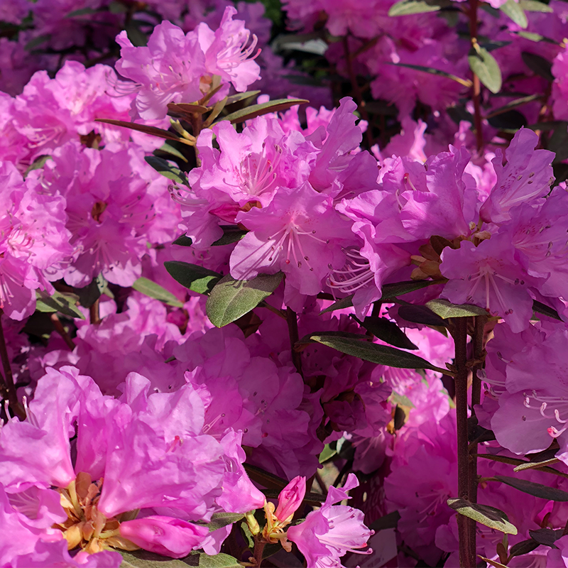 Rhododendron 'PJM Elite'