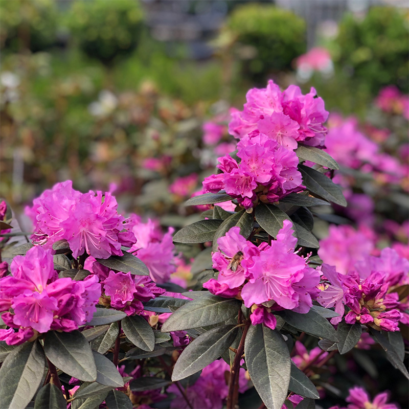 Pjm Rhoodendron Rhododendron 'PJM Elite' - Bowood Farms