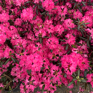 Rhododendron 'PJM Landmark'