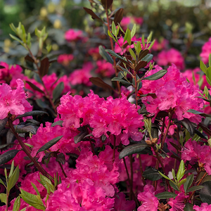 Rhododendron 'PJM Landmark'