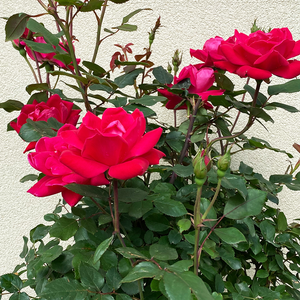 Rosa 'Double Knock Out'