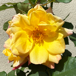 Rosa 'Joseph's Coat'