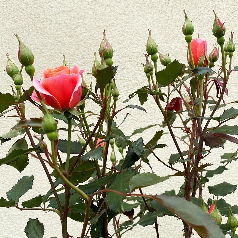 Rosa 'Coral Knock Out'