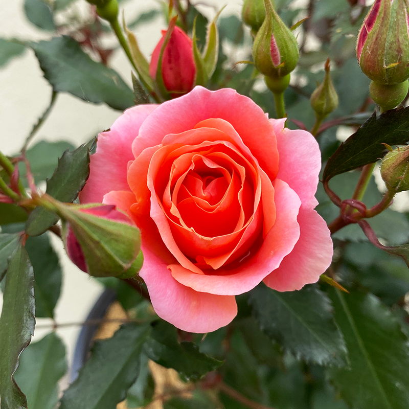 Rosa 'Coral Knock Out'