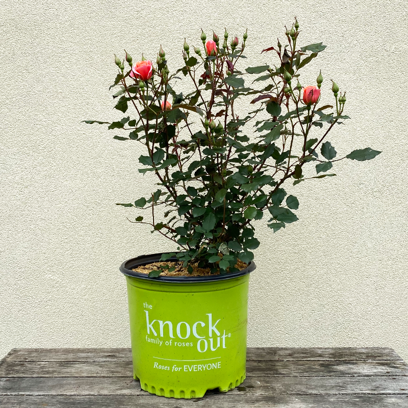 Rosa 'Coral Knock Out'