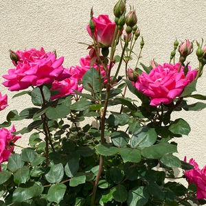 Rosa 'Pink Double Knock Out'