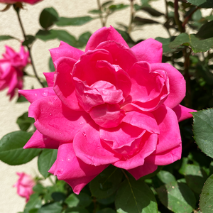 Rosa 'Pink Double Knock Out'