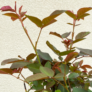 Rosa 'Zepherine Drouhin'