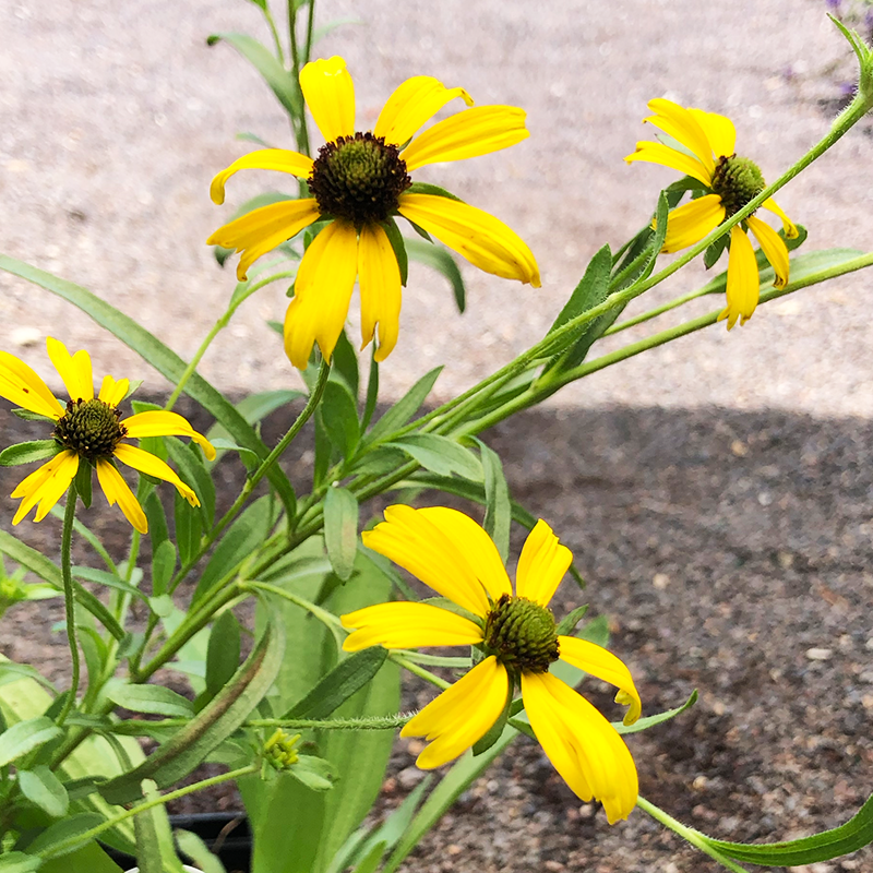 Rudbeckia missouriensis Q01