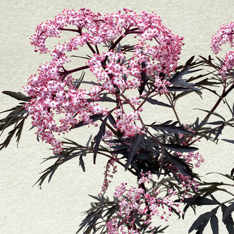 Sambucus nig 'Black Lace'