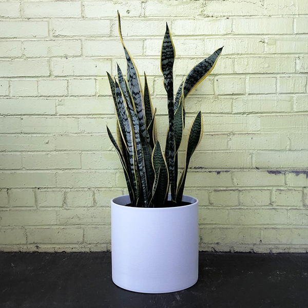 sansevieria mohawk Sansevieria 'Laurentii'