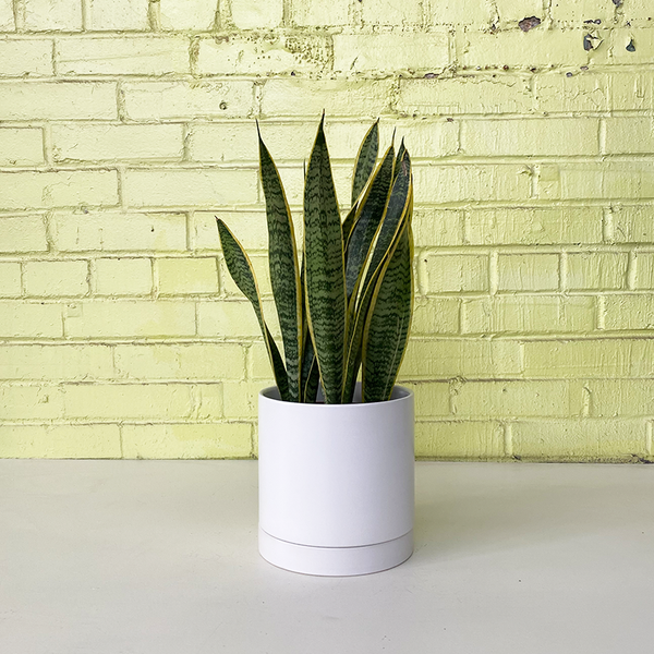sansevieria humbertiana Sansevieria 'Laurentii'