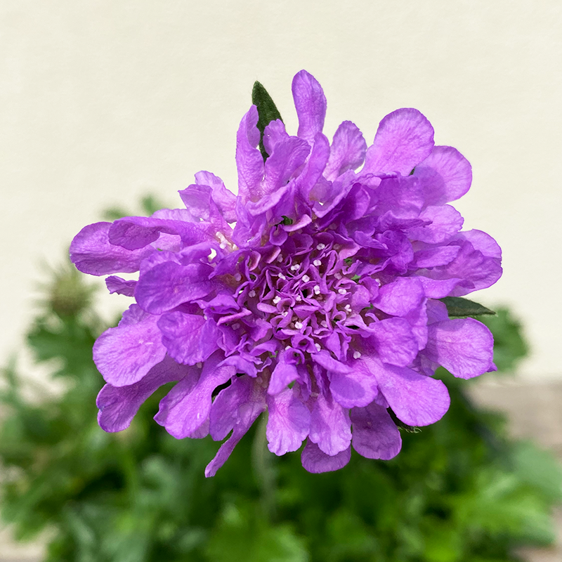 Scabiosa col 'Flutter Deep Blue' G01