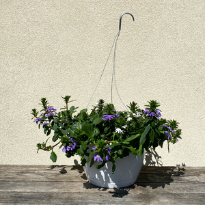 Scaevola Blue & White 10" Hanging Basket