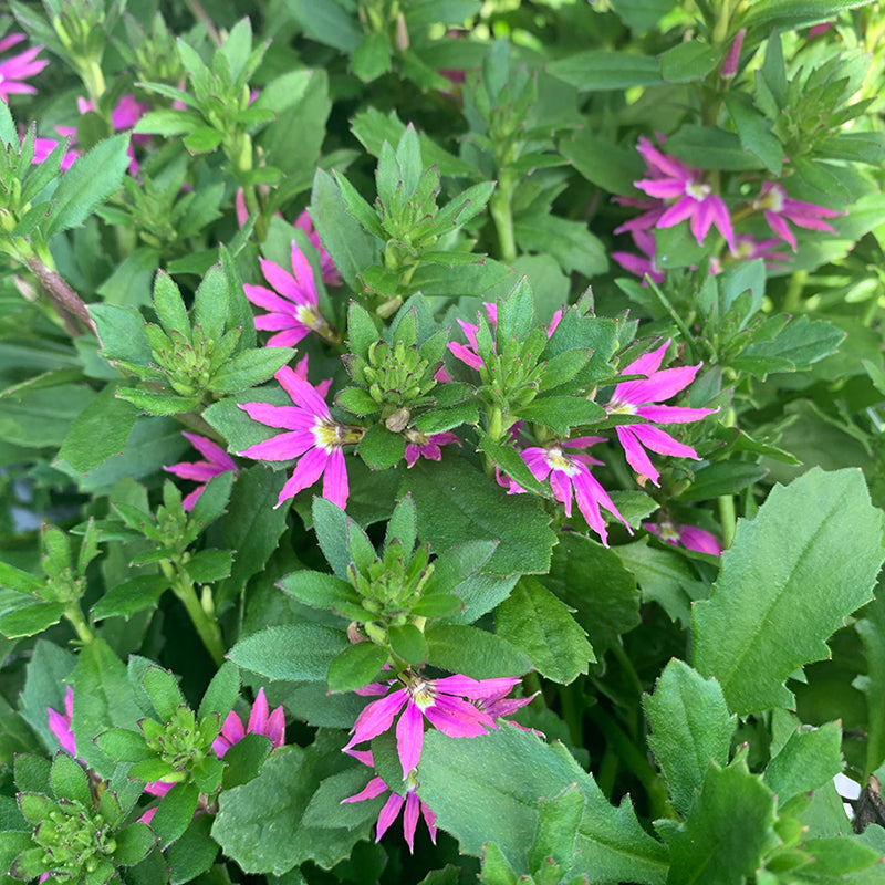 Scaevola 'Fashion Pink' 4"