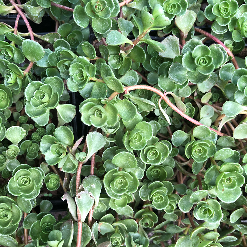 Sedum spur 'John Creech' Q01