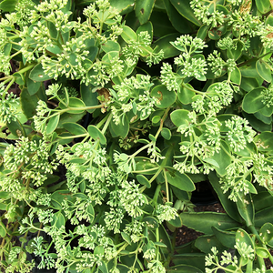 Sedum 'Lemonjade' G01