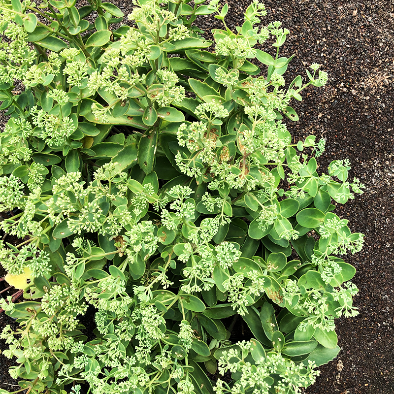 Sedum 'Lemonjade' G01