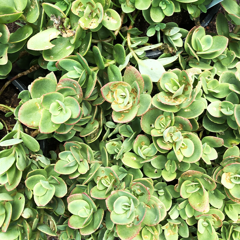 sedum lime zinger succulent Sedum 'Lime Zinger' G01