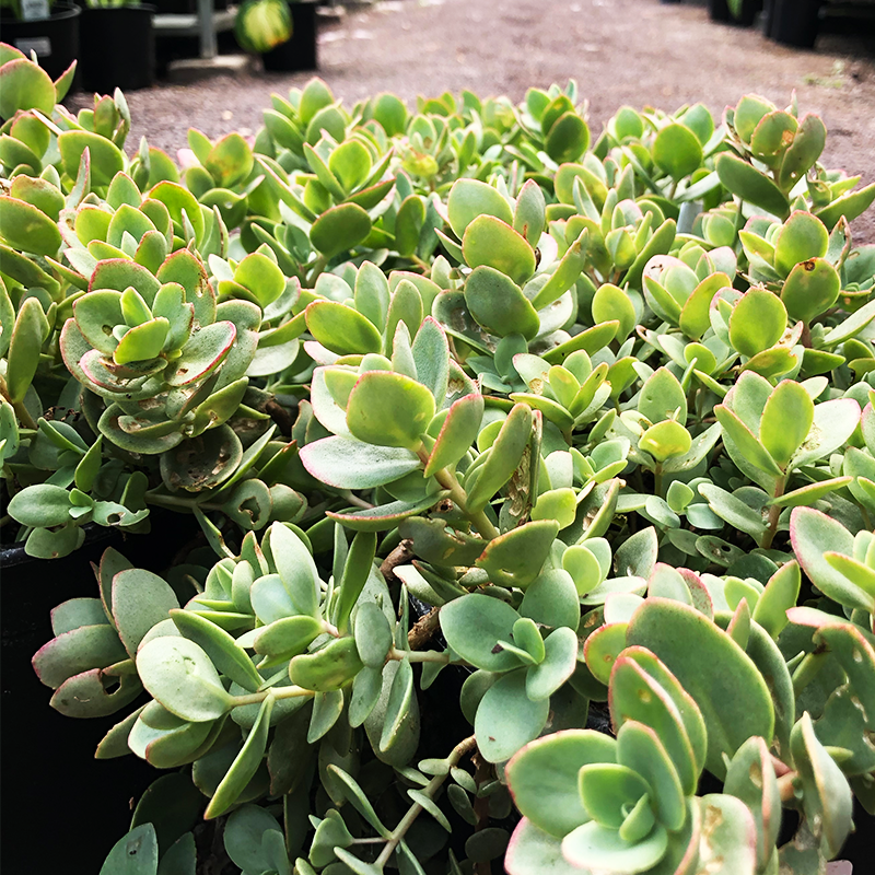 sedum lime zinger succulent Sedum 'Lime Zinger' G01