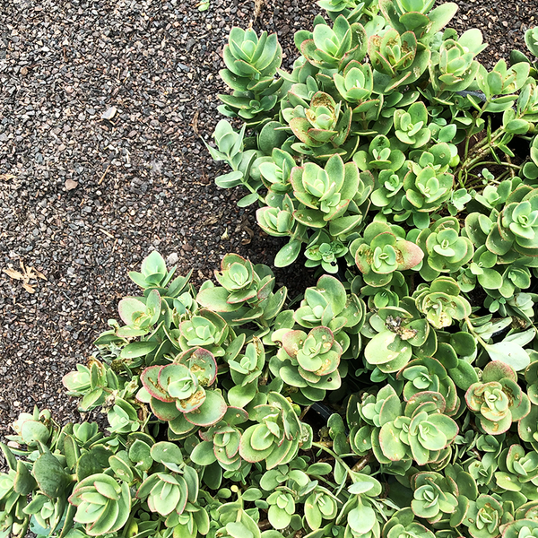 Sedum 'Lime Zinger' G01 - Bowood Farms