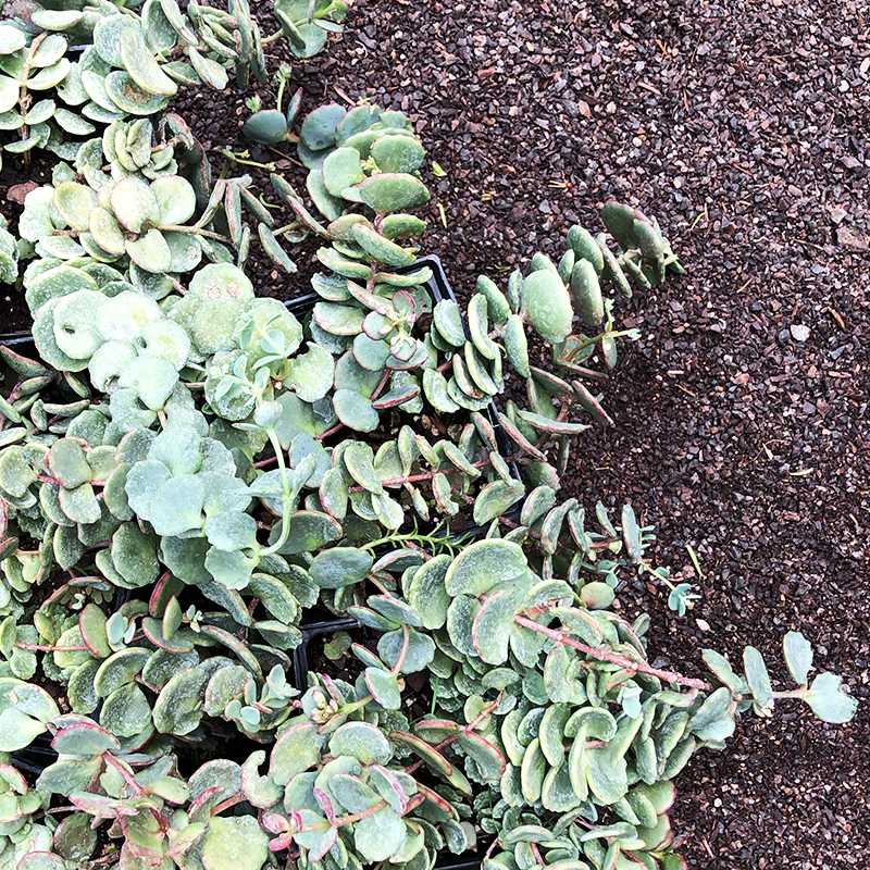 Sedum sieboldii Q01