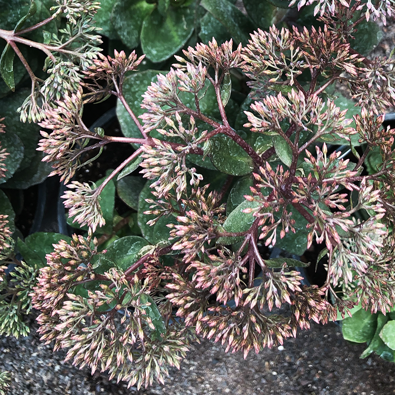 Sedum 'Thunderhead' G01