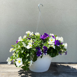 Sky's the Limit 10" Hanging Basket