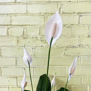 Spathiphyllum 4"