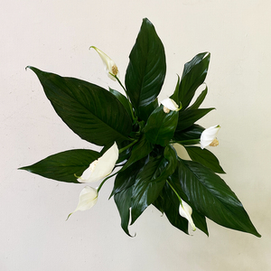Spathiphyllum 4"