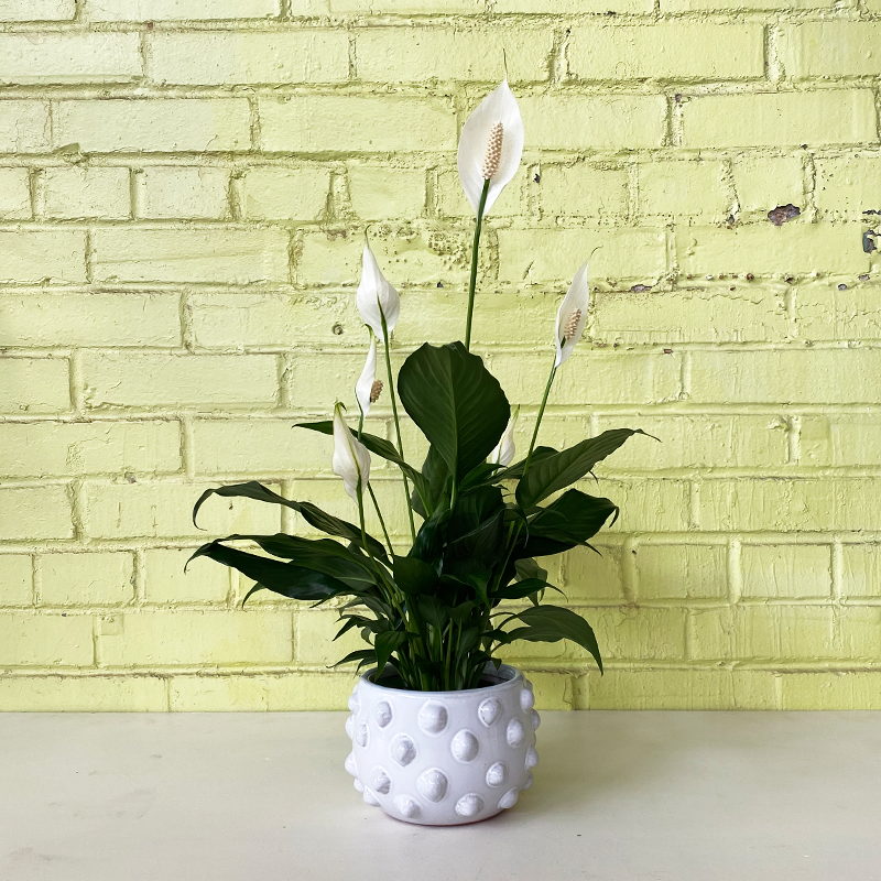 Spathiphyllum 4"