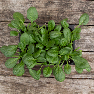 Spinach 'Seaside F1' 6 Pack