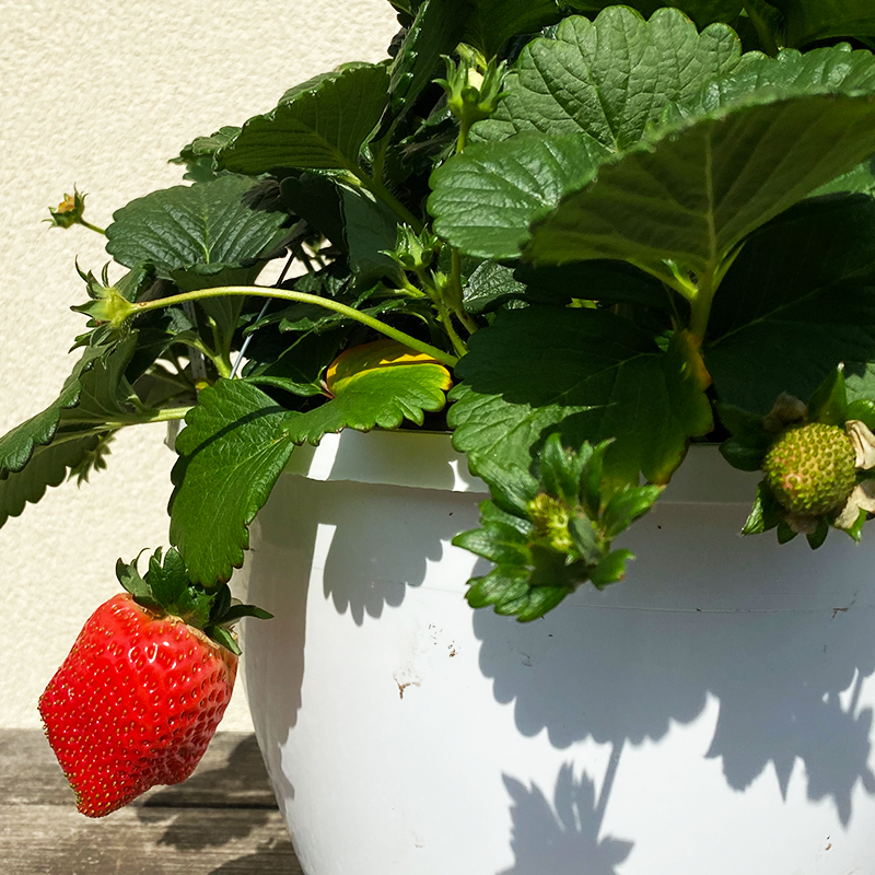 Strawberry White 10" Hanging Basket