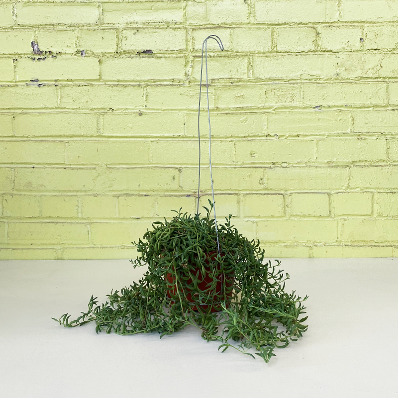 String of Bananas 6" Hanging Basket