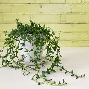 String of Dolphins 4"