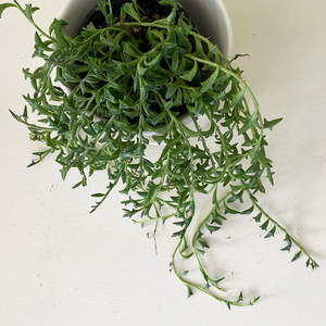 String of Dolphins 4"
