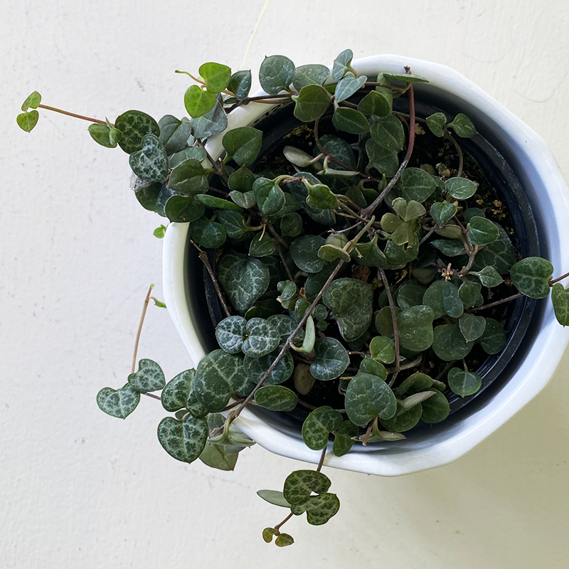 String of Hearts 4"