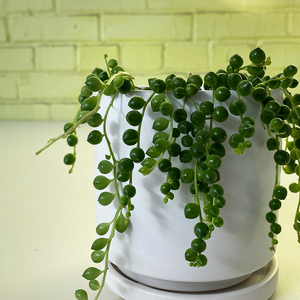 String of Pearls 4"