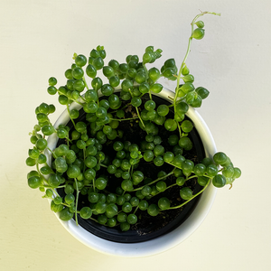 String of Pearls 4"