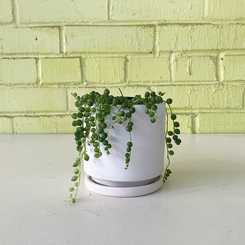 String of Pearls 4"
