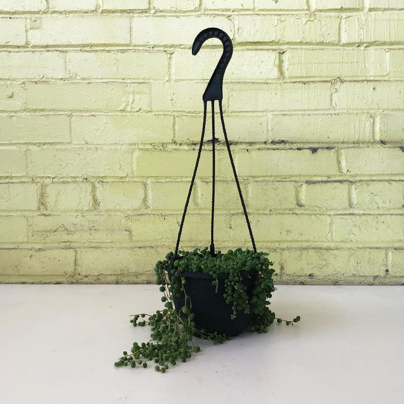 String of Pearls 6" Hanging Basket