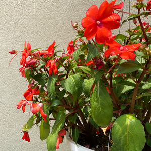 SunPatiens Orange 10" Hanging Basket