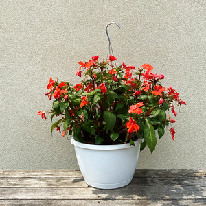 SunPatiens Orange 10" Hanging Basket