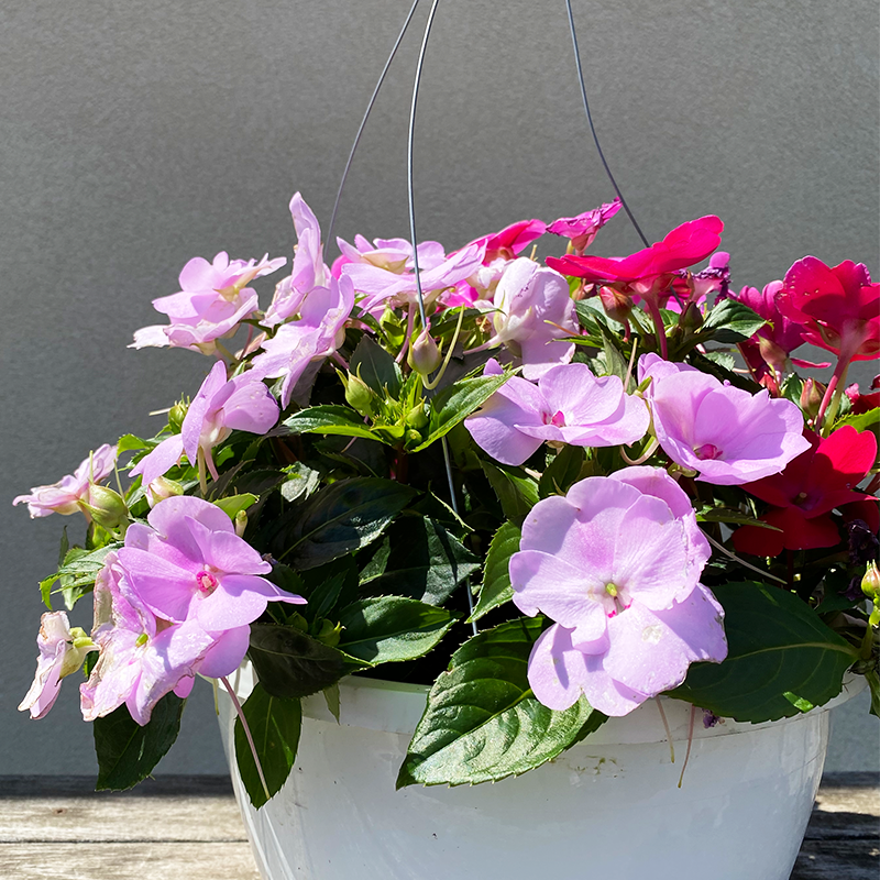SunPatiens Rose Glow, Hot Pink & Orchid Blush 10" Hanging Basket