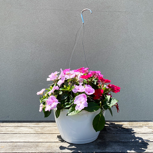 SunPatiens Rose Glow, Hot Pink & Orchid Blush 10" Hanging Basket