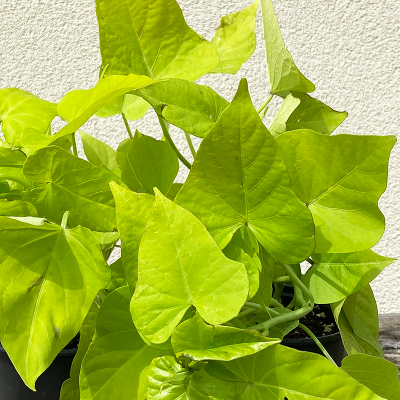 Sweet Potato Vine 'Marguerite' 4"