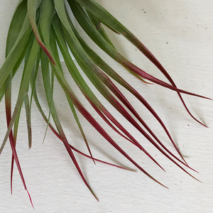 T. Brachycaulos Large Enhanced